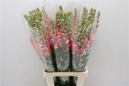 <h4>Antir Poto D Orange</h4>