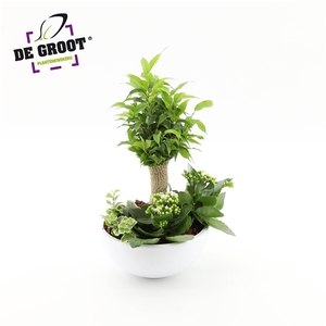 Arrangement Ficus jute stam in schaal