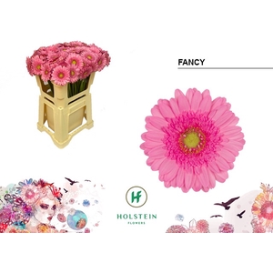 GE MI FANCY