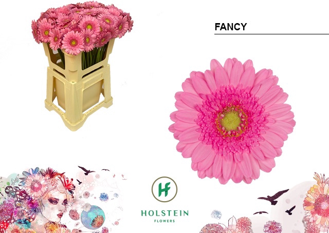 <h4>GE MI FANCY</h4>