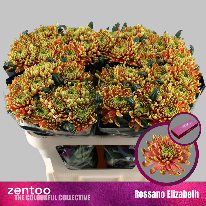 <h4>CHR G ROSSANO ELIZABETH</h4>