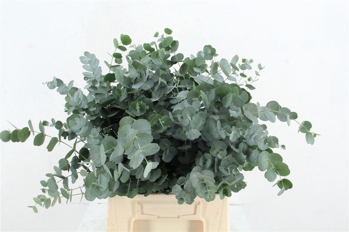 <h4>Euc Cinerea Short 150gr</h4>