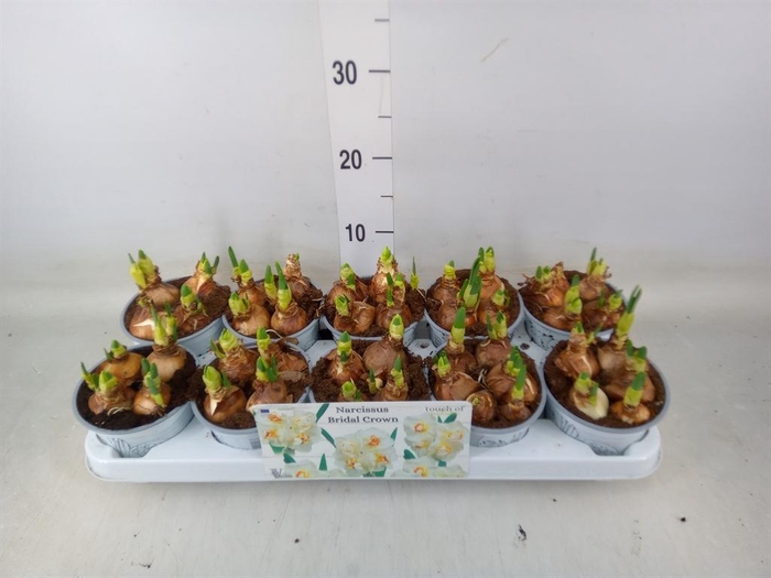 <h4>Narcissus DU 'Bridal Crown'</h4>
