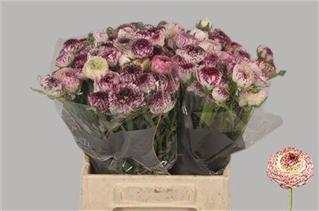 <h4>Ran El. Stripes Ex</h4>