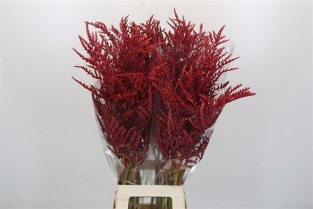 <h4>Bromeliabloem</h4>