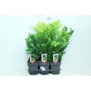 Conifers   ...mix