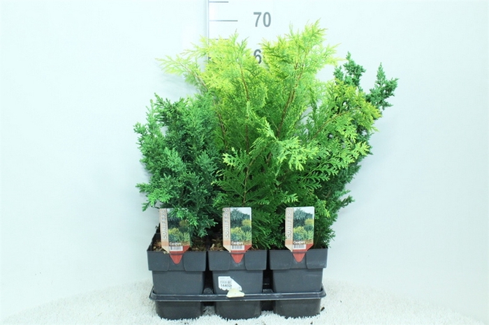 <h4>Conifers   ...mix</h4>