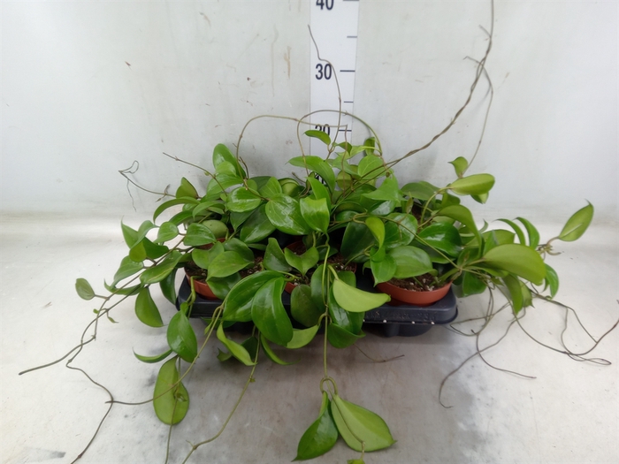 <h4>Hoya quinquenervia</h4>