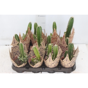 CACTUS ACANTHOCEREUS TETRAGONUS P09