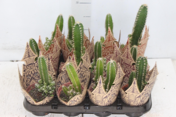 <h4>CACTUS ACANTHOCEREUS TETRAGONUS P09</h4>