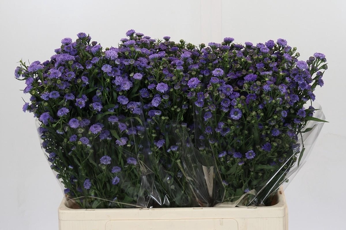 <h4>Aster Baby Blue</h4>