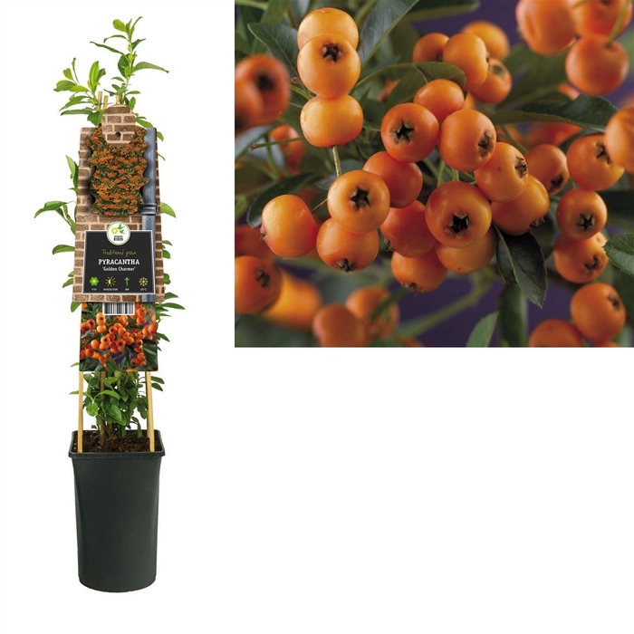 <h4>Pyracantha Golden Charmer</h4>