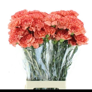 DI ST HERMES ORANGE