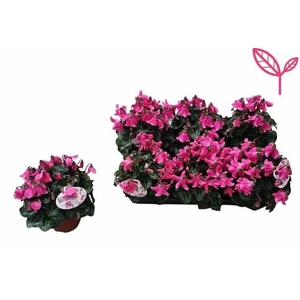 CYCL SUP PETTICOAT PINK