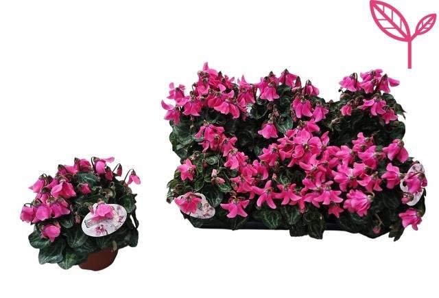 <h4>CYCL SUP PETTICOAT PINK</h4>