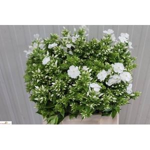 PHLOX P DANIELLE