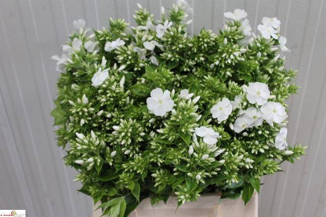 <h4>PHLOX P DANIELLE</h4>