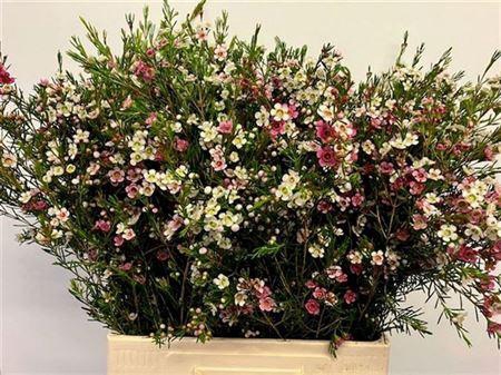 <h4>Chame Un Dual Star</h4>