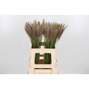 Pennisetum