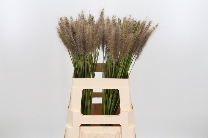 <h4>Pennisetum</h4>