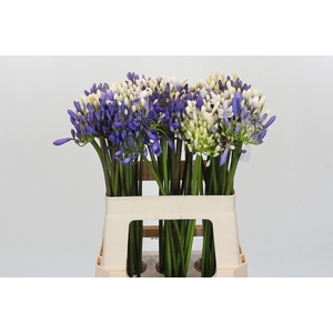 Agapanthus Mix