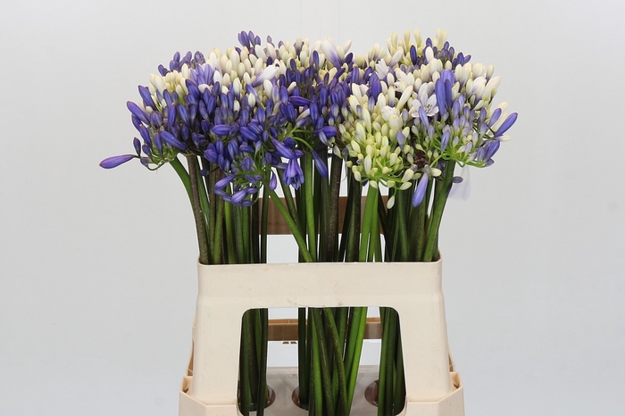 <h4>Agapanthus Mix</h4>