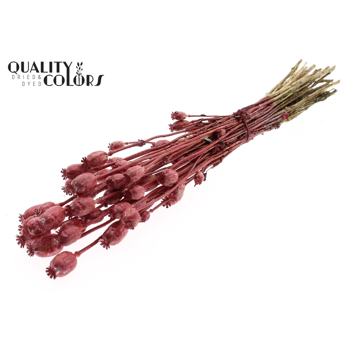 <h4>Papaver per bunch Metallic Red</h4>