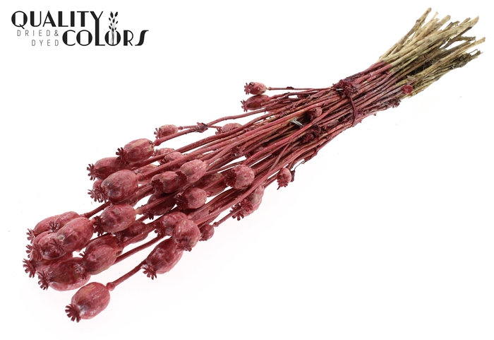 <h4>Papaver per bunch Metallic Red</h4>