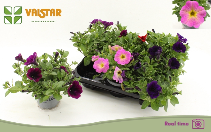 <h4>PET FAMOUS GEM</h4>