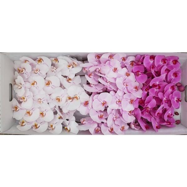 <h4>Phal Pink Mix 7-9</h4>
