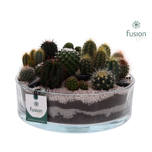 Glazen cilinderschaal met Cactussen
