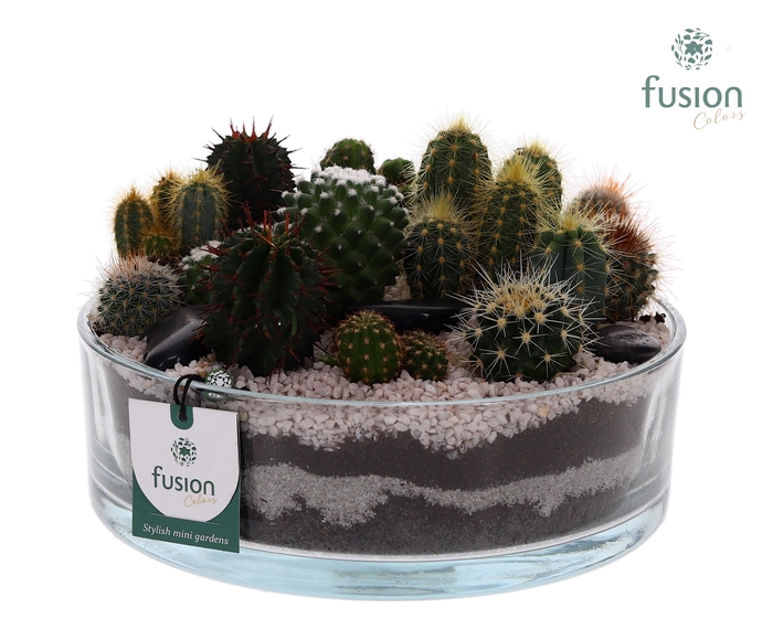 <h4>Glazen cilinderschaal met Cactussen</h4>