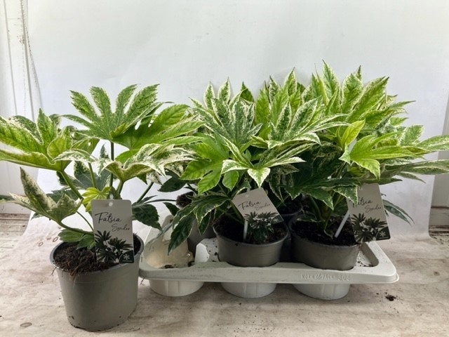 <h4>Fatsia Japonica Variegata</h4>