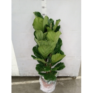 Ficus lyrata