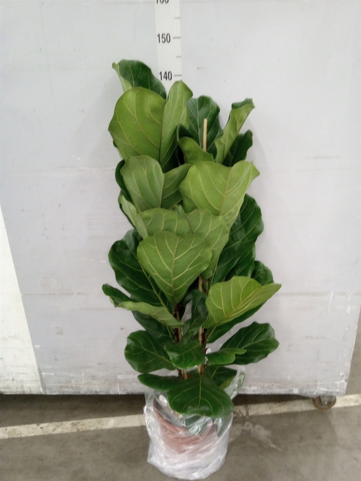 <h4>Ficus lyrata</h4>
