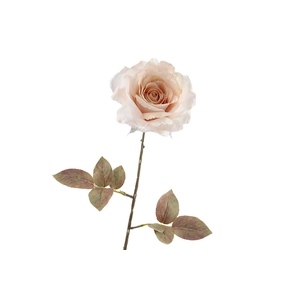 Rosa Dried Beige