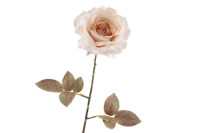 <h4>Rosa Dried Beige</h4>
