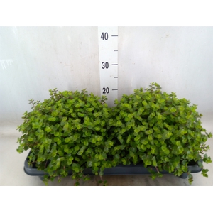 Callisia repens
