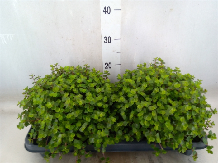 <h4>Callisia repens</h4>