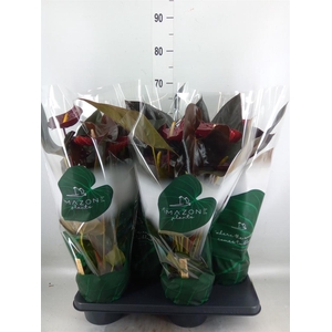 Anthurium andr. 'Delicata'