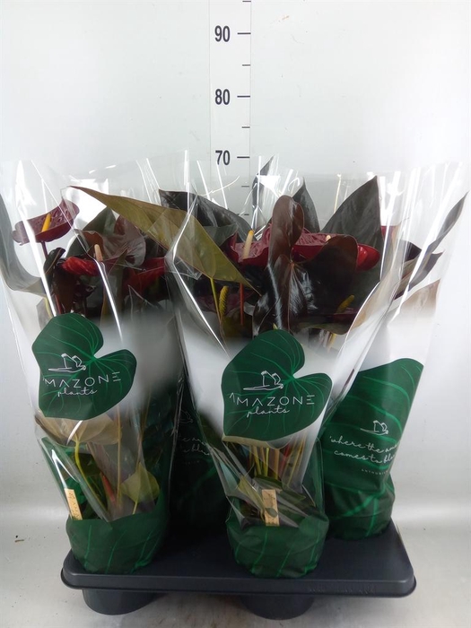 <h4>Anthurium andr. 'Delicata'</h4>