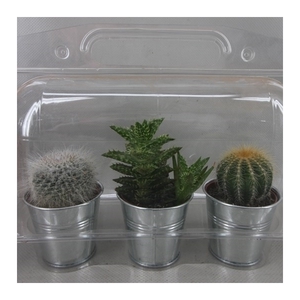 280 Trioblister zink pot cac 6,5 cm