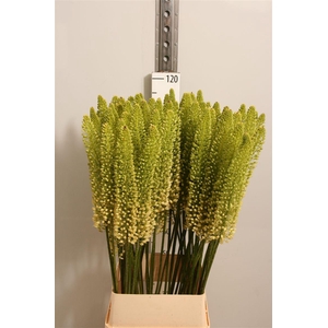 Eremurus White Be Fa
