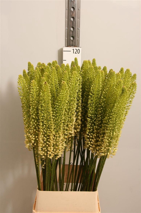 <h4>Eremurus White Be Fa</h4>