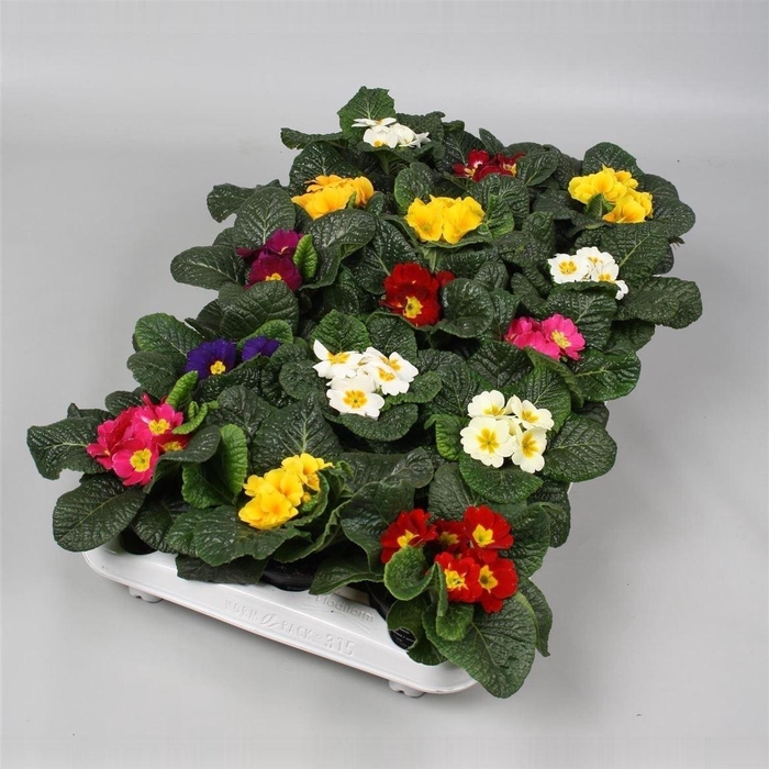 <h4>Primula Ac Gemengd</h4>