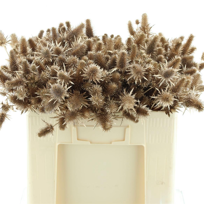 <h4>Eryng Alpinum Klb Rose Goud</h4>