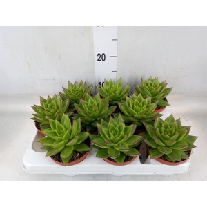 Echeveria agavoides