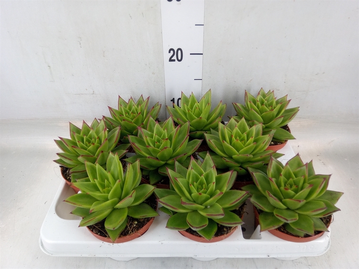 <h4>Echeveria agavoides</h4>
