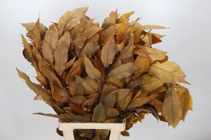 <h4>Castagno Preserved Yellow (chestnut,kastanje)</h4>