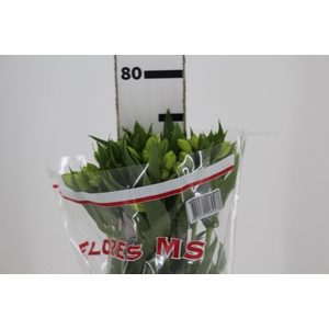 ALSTROEMERIA MISTRAL 080 CM
